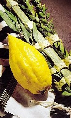 Lulav, Hadas, Arava y Etrog