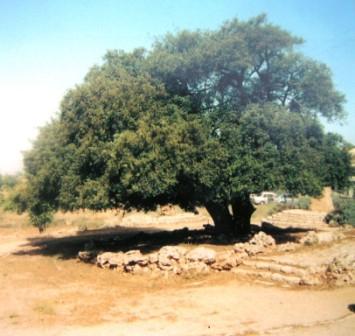 Le ch�ne de Kfar Etzion