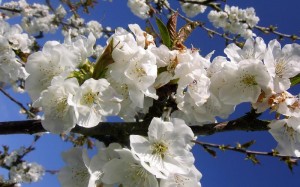 L'Amandier en fleur