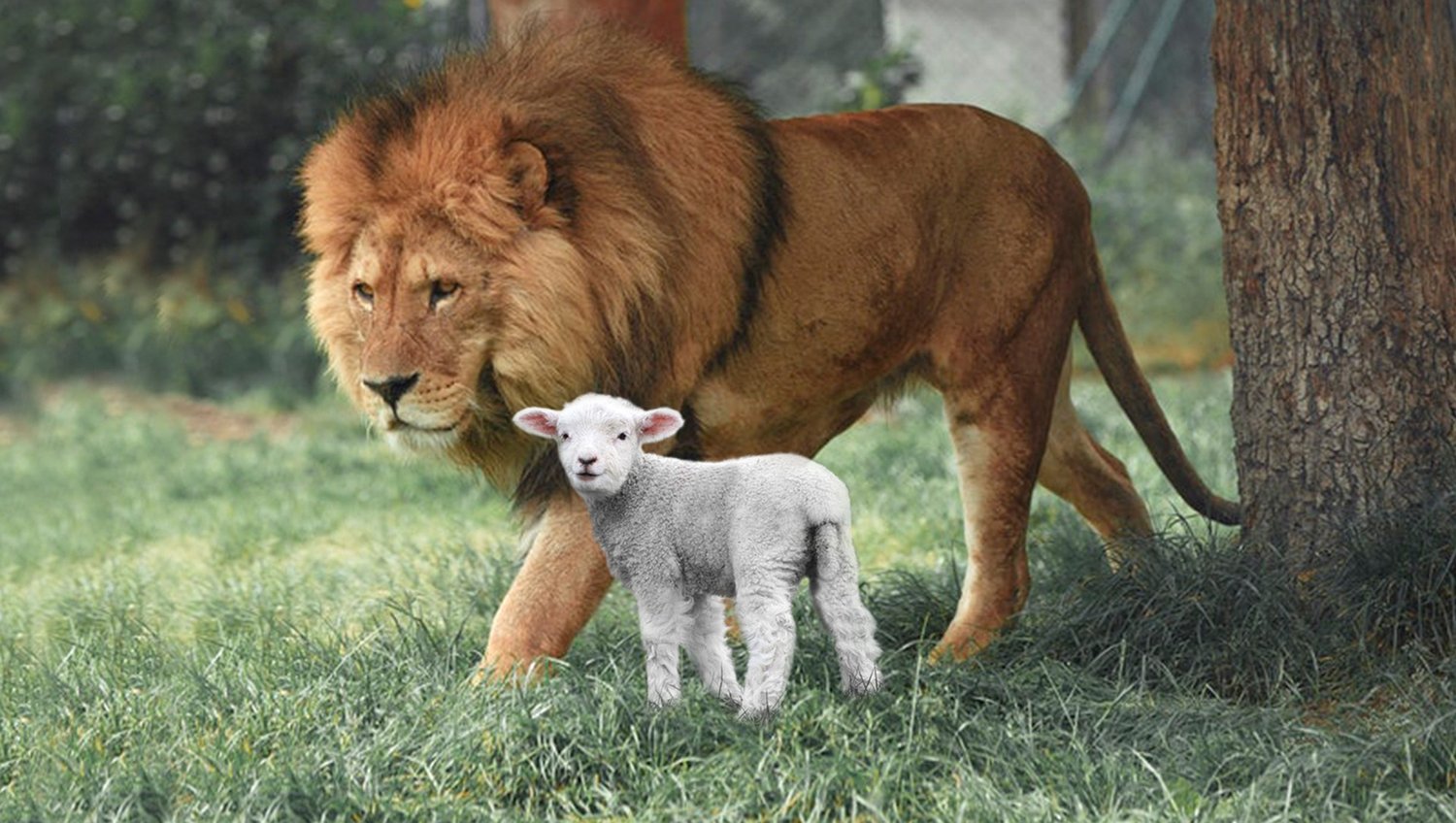 You are currently viewing L’Agneau et le Lion réunis