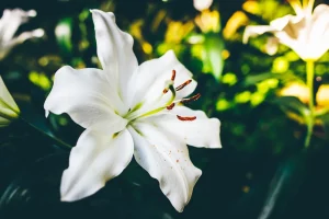 Lire la suite à propos de l’article Shir haShirim (2)